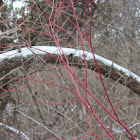 Red Osier Dogwood