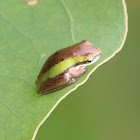 Northern Dwarf Tree Frog