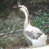 Brown Chinese Geese