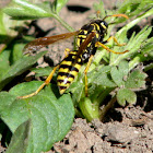 European Paper Wasp (female)