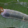 Tagiades caterpillar