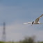 Common Tern