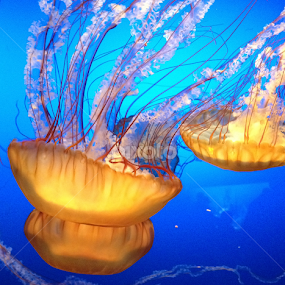 Blue, Orange, Jellyfish by Leah N - Animals Fish