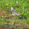 Southern Lapwing / Queltehue