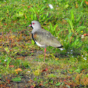 Southern Lapwing / Queltehue