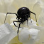 Black Widow Spider