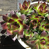 Hen and Chicks succulent