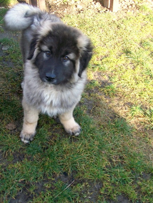 ~Bruno~