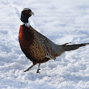 Ring-necked Pheasant