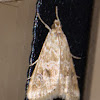 Cabbage Webworm Moth Moth