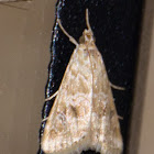 Cabbage Webworm Moth Moth