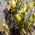 black elderberry
