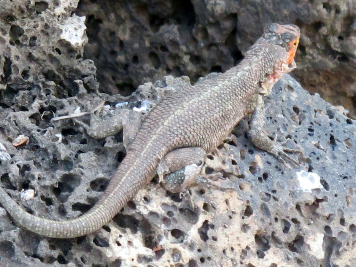 Galápagos Lava lizard