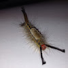 Fir Tussock Moth