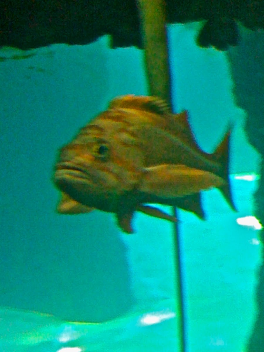 Unknown Fish
