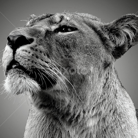 Lion by Ralph Harvey - Black & White Animals