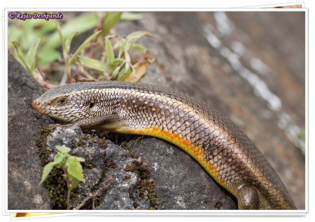 Golden Skink