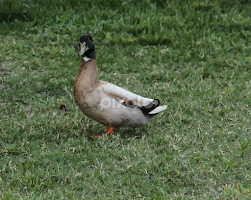 Duck Looking On  by Cecilia Laird -  