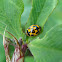 Fourteen-spotted Ladybug