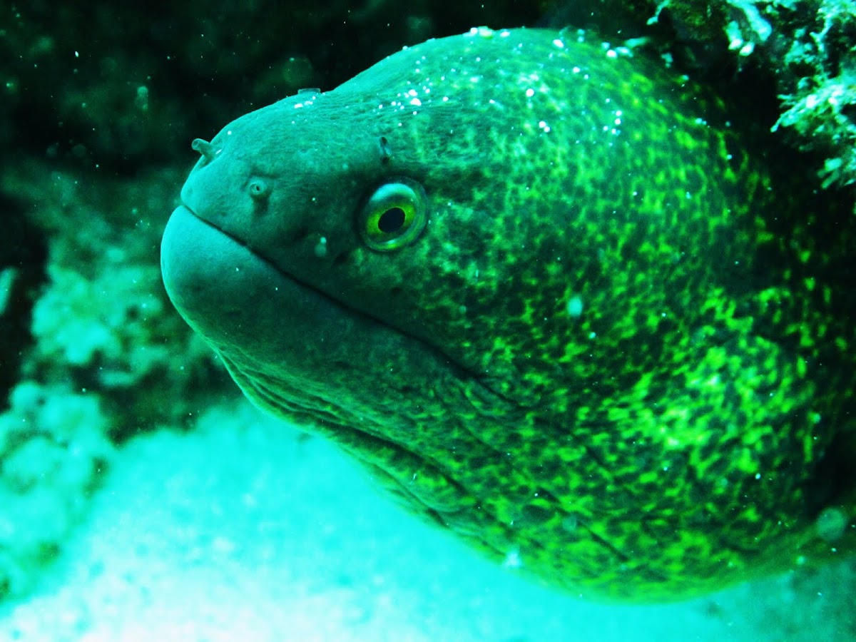Speckled moray