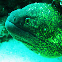 Speckled moray
