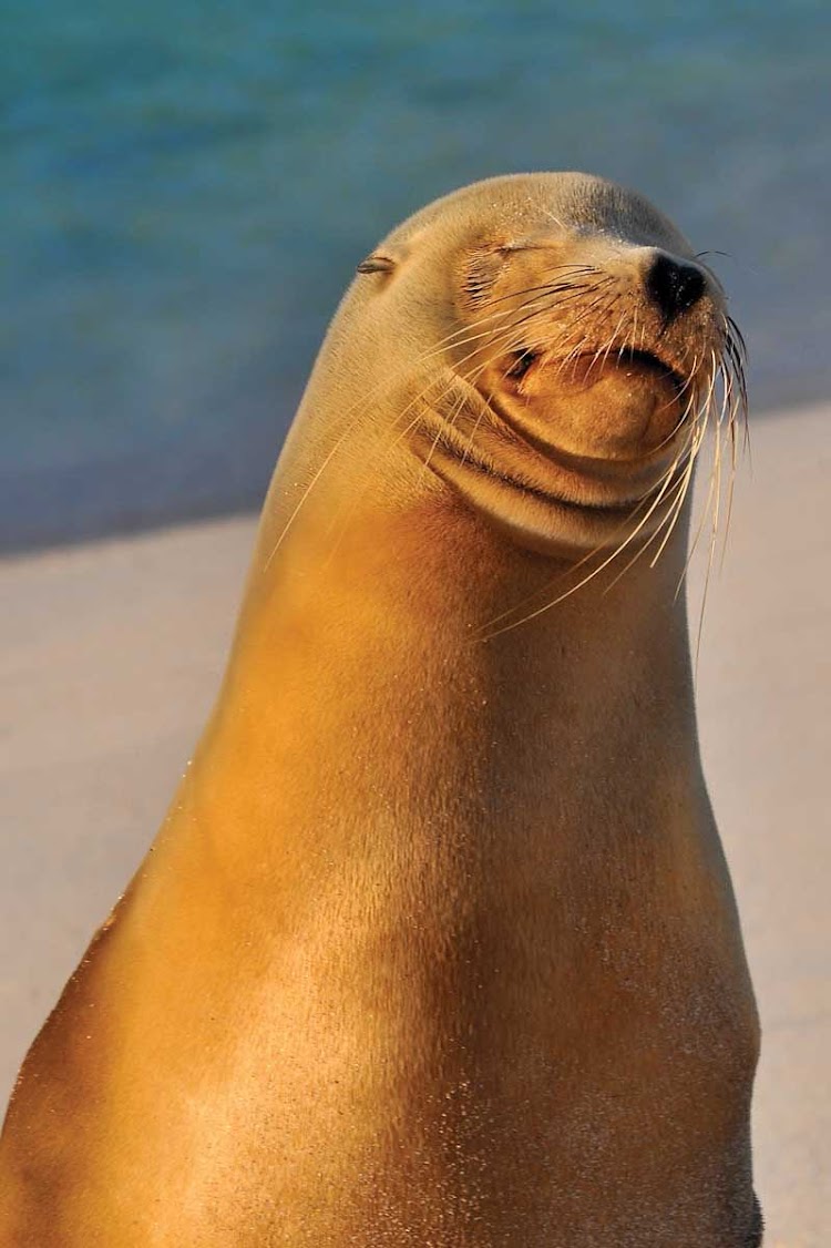 When exploring the Galapagos, you'll likely to see sea lions loll about the coast. Isolated from the mainland for millions of years, it's one of the rare wildernesses where animals have no instinctive fear of humans, making for great photo opps.