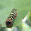 Plumeria Caterpillar