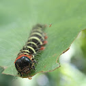 Plumeria Caterpillar