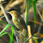 Clamorous Reed Warbler