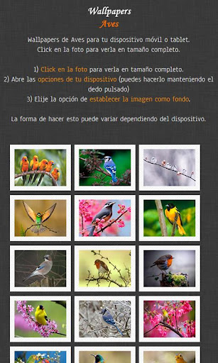 Fondos de pantalla de Aves