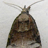 Black-shaded Platynota Moth