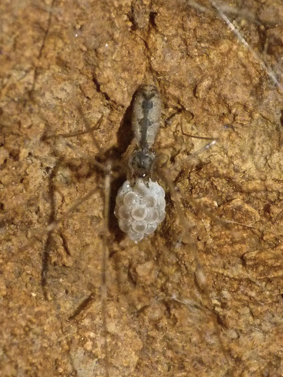 Spitting spider (female with eggs)