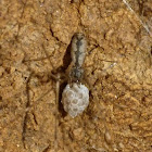 Spitting spider (female with eggs)