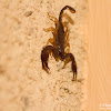 European yellow-tailed scorpion