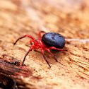 Red and Black Spider