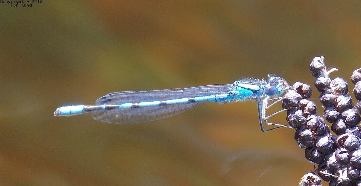 Bluet (male)