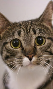 How to mod Cats Live Wallpaper lastet apk for pc