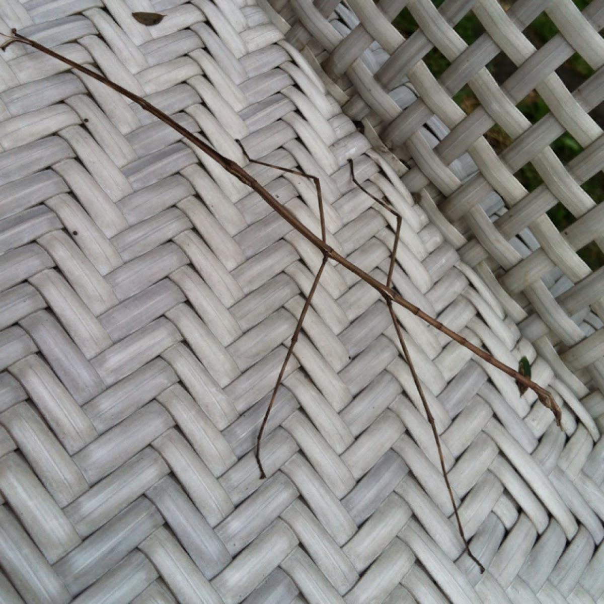 Walking Stick Insect