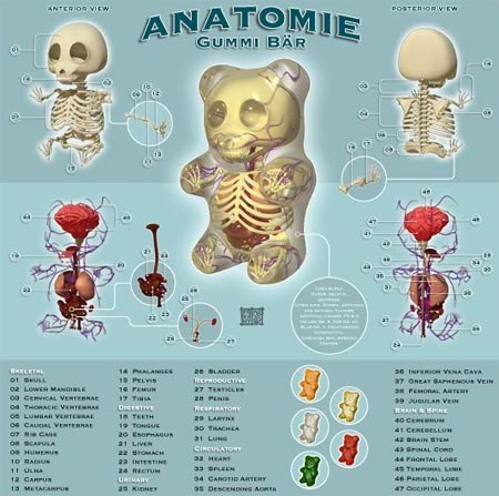 [bear_anatomy[3].jpg]