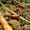 Green Cutworm Moth Hodges#10911