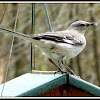 Northern Mockingbird