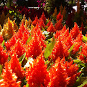 Celosia