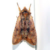 Wanton Pinion Moth
