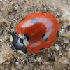 Seven-spotted Lady Beetle