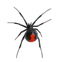 Arachnophobia Free LW icon