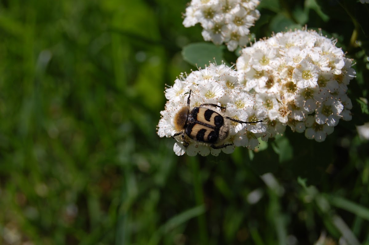 Bee Chafer Beetle