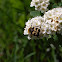 Bee Chafer Beetle