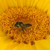 Leaf Cutter Bee (UK)