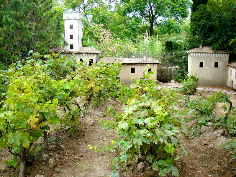 Grapevines in Phoenix Park in Nice, France.