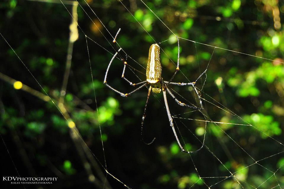 Golden silk orb-weaver